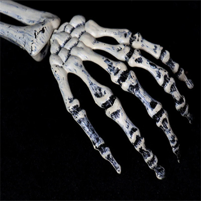 Skeleton